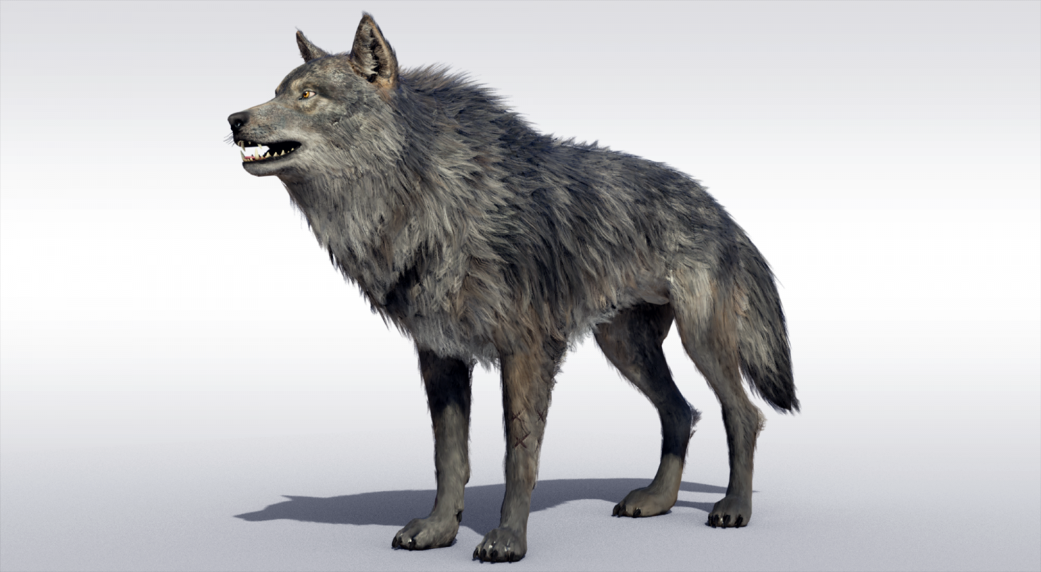 3d wolf
