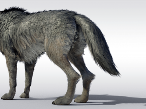 Wolf Realistic with Fur and Rigged 3D Модель