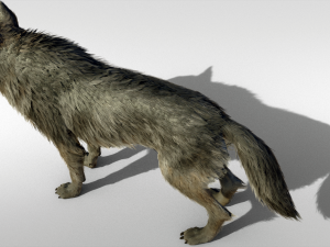 Wolf Realistic with Fur and Rigged 3D Модель