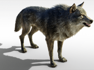 Wolf Realistic with Fur and Rigged 3D Модель