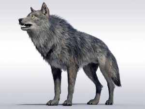 Wolf Realistic with Fur and Rigged 3D Модель