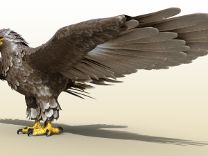 Golden Eagle Realistic Rigged 3D 模型