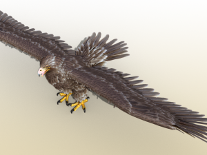 Golden Eagle Realistic Rigged 3D Model