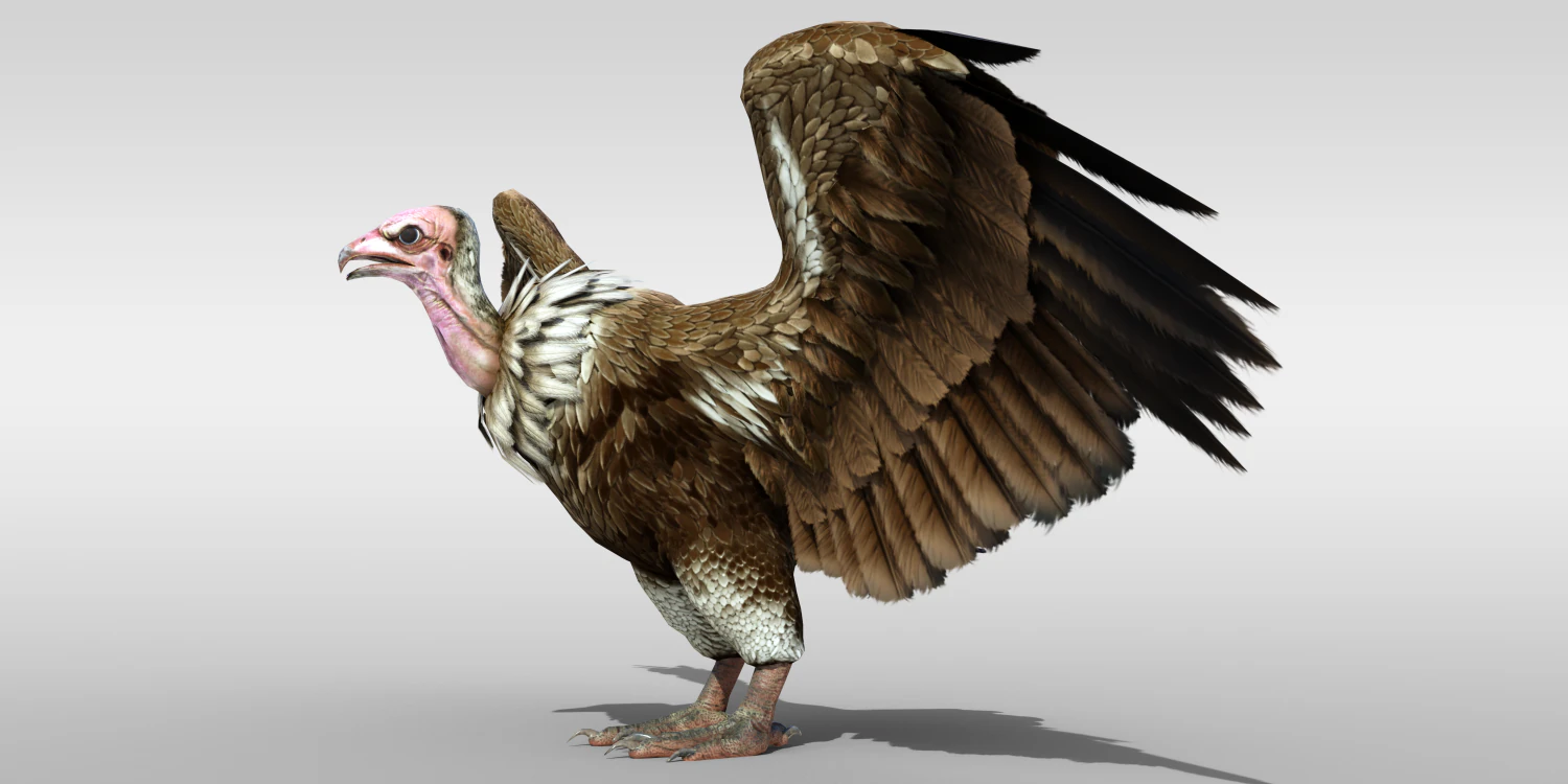 Realistic Vulture Bird rigged 3D Model .c4d .max .obj .3ds .fbx .stl .blend
