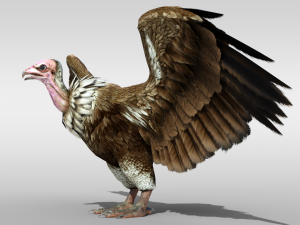 Realistic Vulture Bird rigged 3D Model