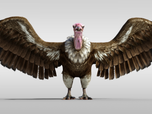Realistic Vulture Bird rigged Modelo 3D