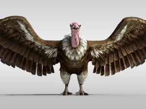 Realistic Vulture Bird rigged 3D Model