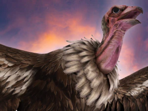 Realistic Vulture Bird rigged 3D Model