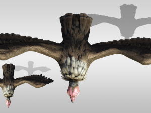 Realistic Vulture Bird rigged Modelo 3D