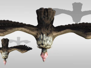 Realistic Vulture Bird rigged 3D Model