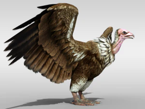Realistic Vulture Bird rigged 3D Model
