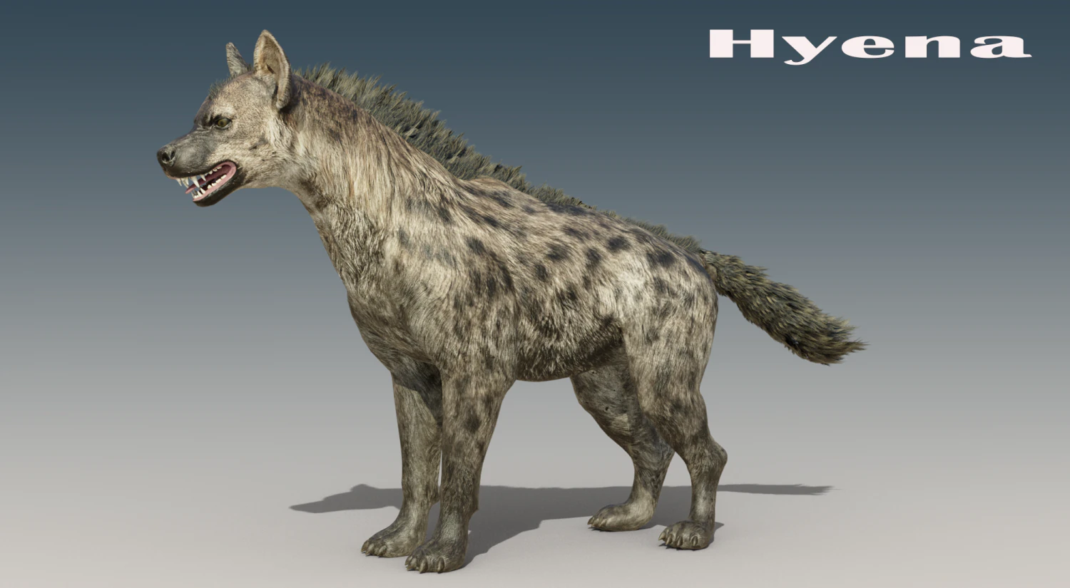 Hyena Rigged Low-poly 3D Model .c4d .max .obj .3ds .fbx .stl .blend 