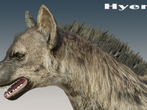 Hyena Rigged Low-poly 3D Модель
