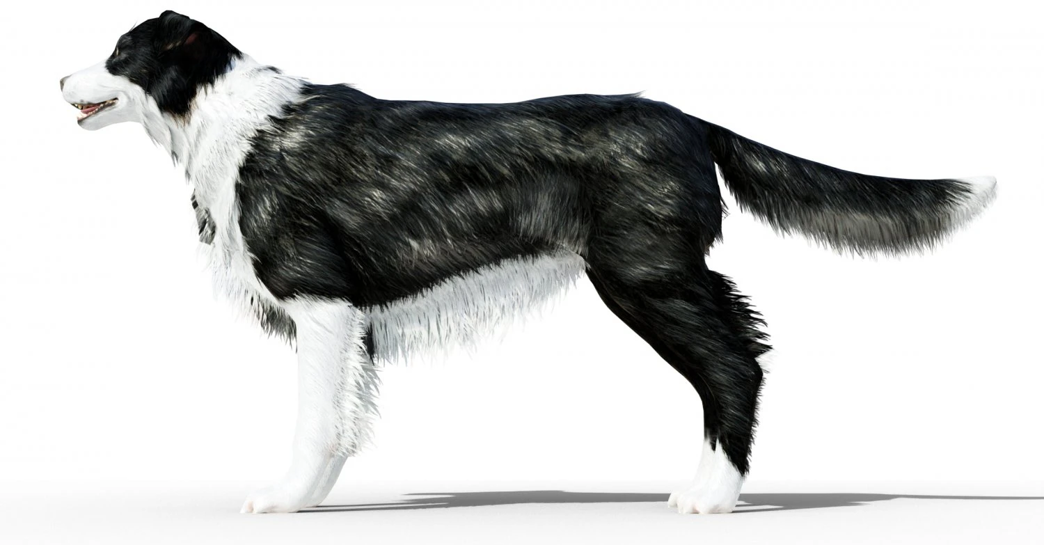 Border Collie Dog Fur And Rigged 3D Model .c4d .max .obj .3ds .fbx .stl .blend 
