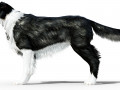 Border Collie Dog Fur And Rigged 3D 모델