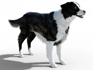 Border Collie Dog Fur And Rigged 3D Model