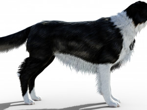 Border Collie Dog Fur And Rigged Model 3D