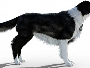 Border Collie Dog Fur And Rigged 3D Model