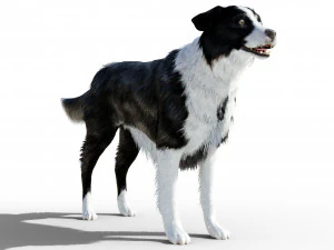 Border Collie Dog Fur And Rigged 3D Model