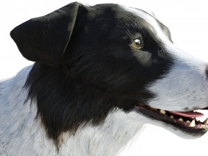 Border Collie Dog Fur And Rigged Model 3D