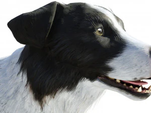 Border Collie Dog Fur And Rigged 3D Model