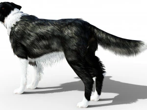 Border Collie Dog Fur And Rigged 3D Model