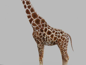 Girafe Rigg&eacute;e Low Poly Modèle 3D