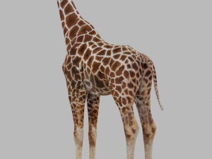 Giraffe Rigged Low Poly Modelo 3D
