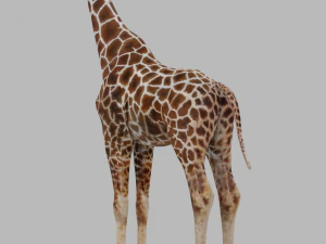 Giraffe Rigged Low Poly 3D Model