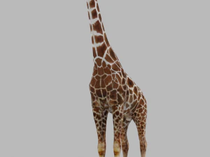Giraffe Rigged Low Poly 3D Model