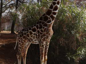 Giraffe Rigged Low Poly Modelo 3D