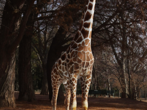 Giraffe Rigged Low Poly Modelo 3D