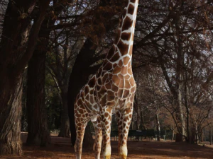Giraffe Rigged Low Poly 3D Model
