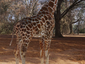 Giraffe Rigged Low Poly Modelo 3D
