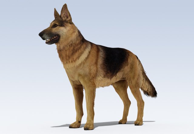 German Shepherd Dog Rig Modelo 3D .c4d .max .obj .3ds .fbx .stl .blend 