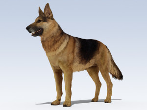 German Shepherd Dog Rig 3D Model