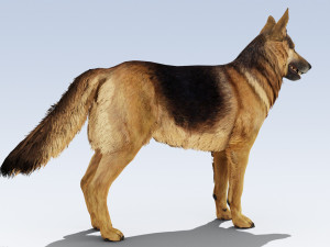 German Shepherd Dog Rig Modelo 3D