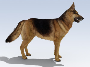 German Shepherd Dog Rig Modelo 3D