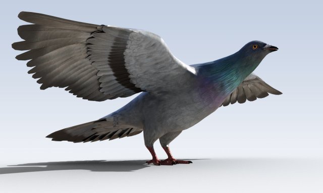 Pigeon Bird Rigged Modèle 3D .c4d .max .obj .3ds .fbx .stl .blend 