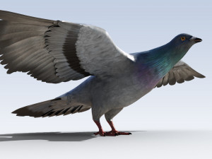 Pigeon Bird Rigged 3D Model