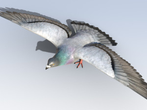 Pigeon Bird Rigged Modèle 3D