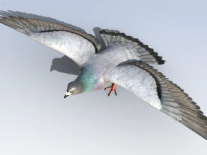Pigeon Bird Rigged 3D Model