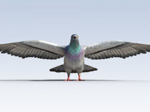 Pigeon Bird Rigged Modèle 3D