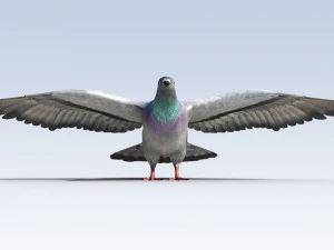 Pigeon Bird Rigged 3D Model