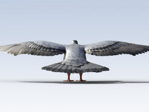 Pigeon Bird Rigged Modèle 3D