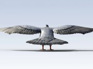 Pigeon Bird Rigged 3D Model
