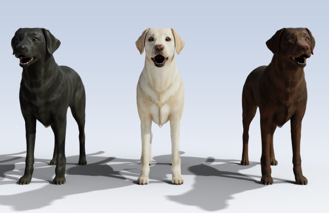 Best companion dog for labrador discount