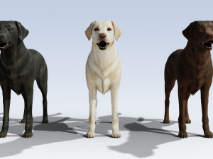 Labrador Retriever pack Rigged 3D-Modell