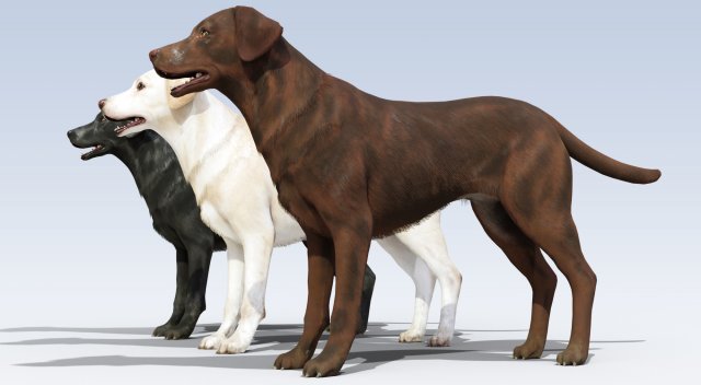 Labrador Retriever pack Rigged 3D-Modell .c4d .max .obj .3ds .fbx .stl .blend 