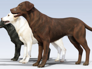 Labrador Retriever pack Rigged 3D Model
